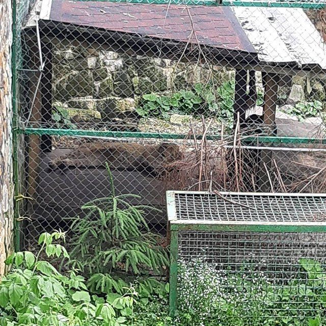 В центре реабилитации медведей на Закарпатье появился царь зверей