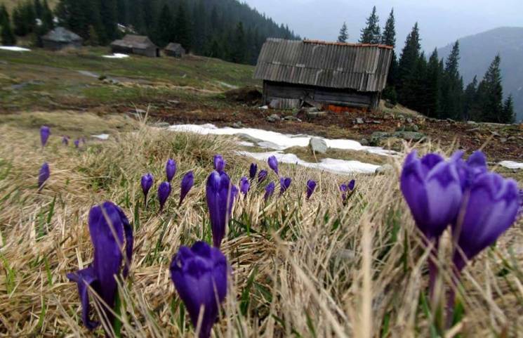 В сети показали Карпаты где встречается зима с весной