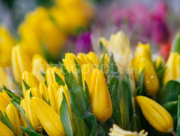 8 марта - День, когда Ужгород действительно напоминает сад