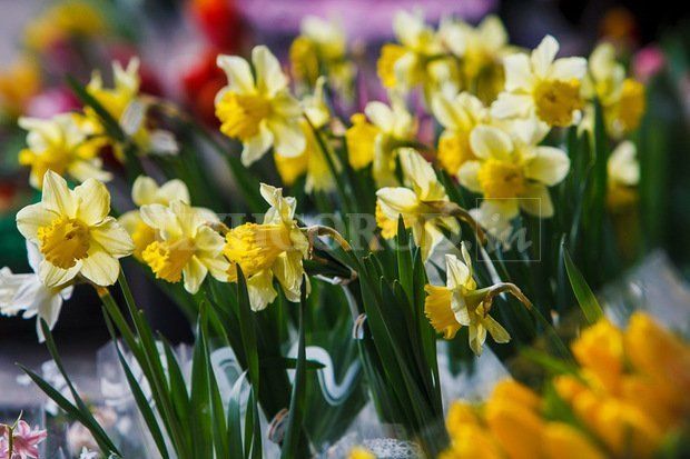 8 марта - День, когда Ужгород действительно напоминает сад