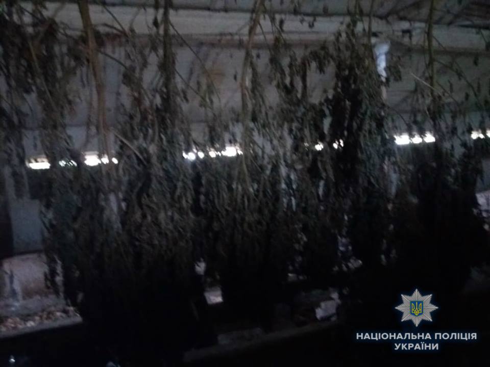 В Ужгородському районі знайшли сховок з марихуаною на 39 мільйонів гривень