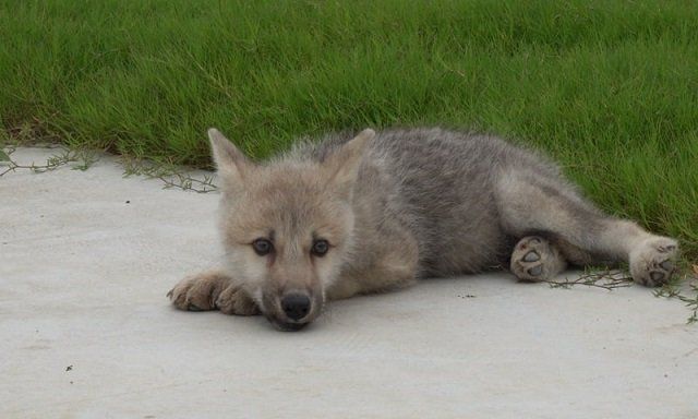 В Китае клонировали находящегося на грани исчезновения волка