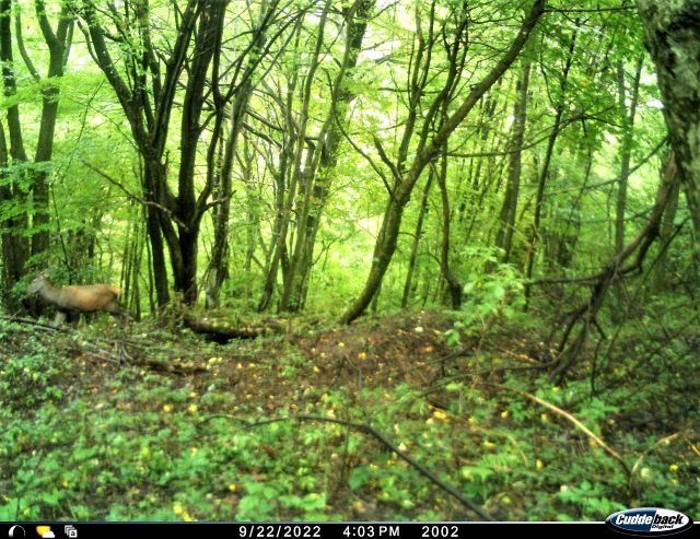 Самца, самку оленя и даже их подрастающее засняла фотоловушка в нацпарке в Закарпатье 