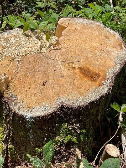 В Закарпатті позапланово виявили безлімітну рубку дерев 