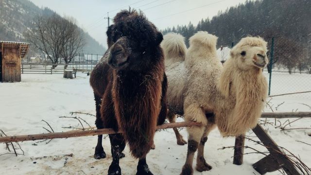 Альпаки, львы, тигры, верблюды и волки живут в уникальной Долине волков в Закарпатье