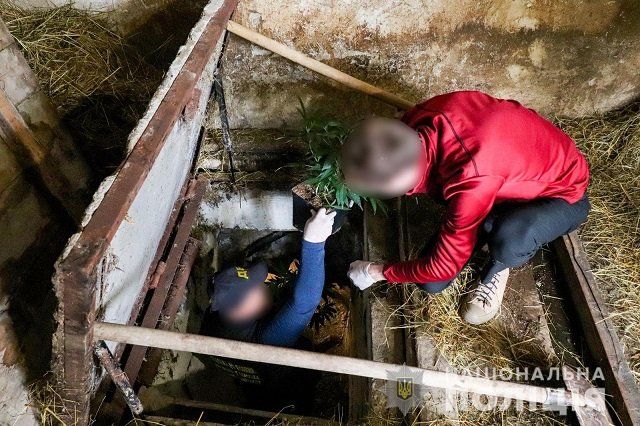 Елітний сорт тягне на 5 мільйонів: В Закарпатті відшукали підземну наркоплантацію