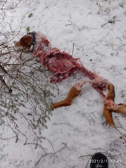 В Закарпатті помітили вовків: Від помічника мисливця залишилися суцільні кістки і м'ясо