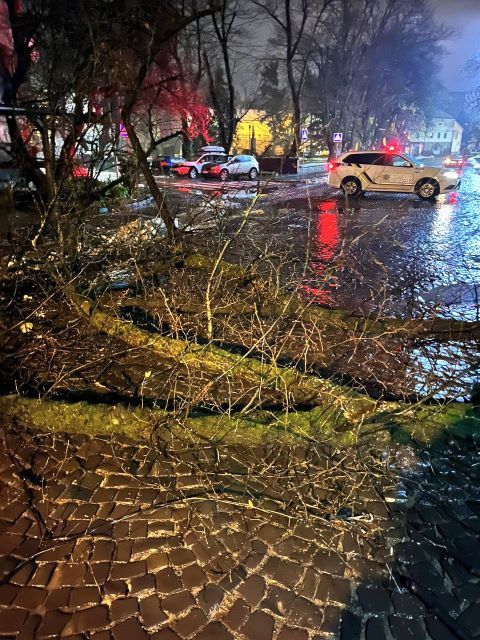 В центре Ужгороде рухнувшее дерево заблокировало проезд
