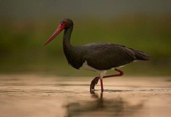 Черные аисты - редкие птицы, занесенные в Красную книгу Украины
