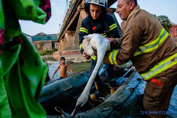 Лебедя з підбитим кром врятували в Ужгороді