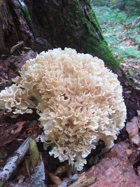 Тихая охота: В Закарпатье нашли редкий краснокнижний гриб