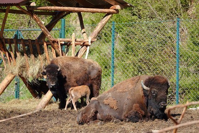 В экопарке "Долина волков" в Межгорье родился малыш бизона и марала 