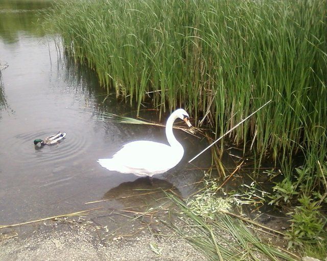 Лебеди, утки в Ужгороде: На озере Кирпичка жизнь по-весеннему бурлит