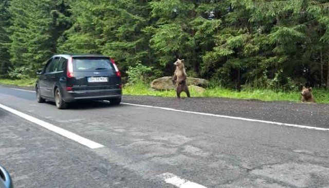 В соседней с Закарпатьем Румынии медведи нападают на людей