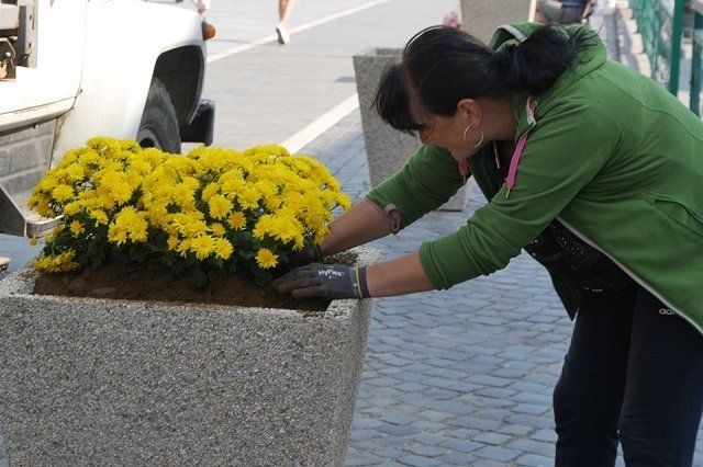 В областном центре Закарпатья площадь Петефи украсили каменными вазонами с хризантемами
