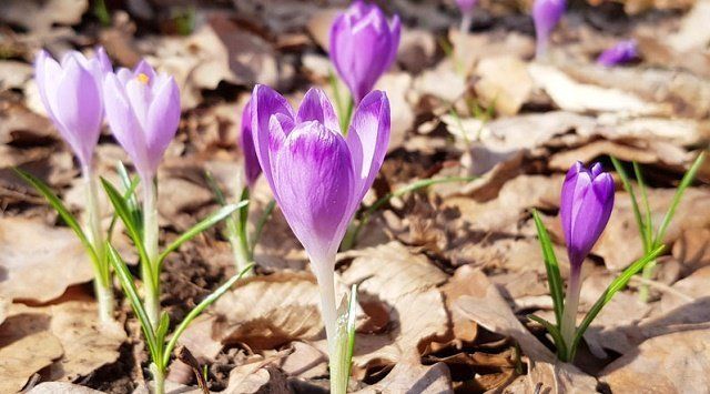 Вот и весна: В Закарпатье уже расцвели первые крокусы