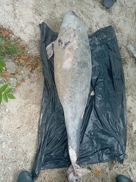 Недалеко от затонувшего танкера Делфи в Одессе найден мертвий дельфин