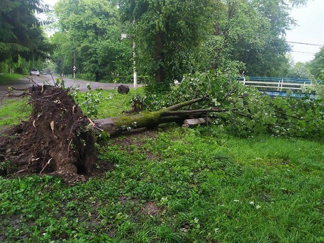 В Закарпатье прошел сильный ливень с градом: Ветер выворачивал деревья с корнями