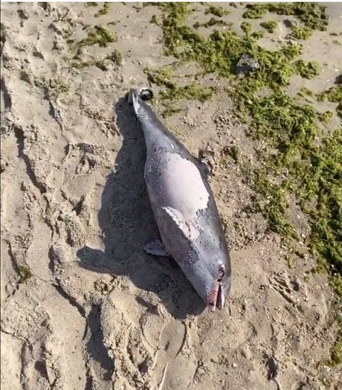Недалеко от затонувшего танкера Делфи в Одессе найден мертвий дельфин