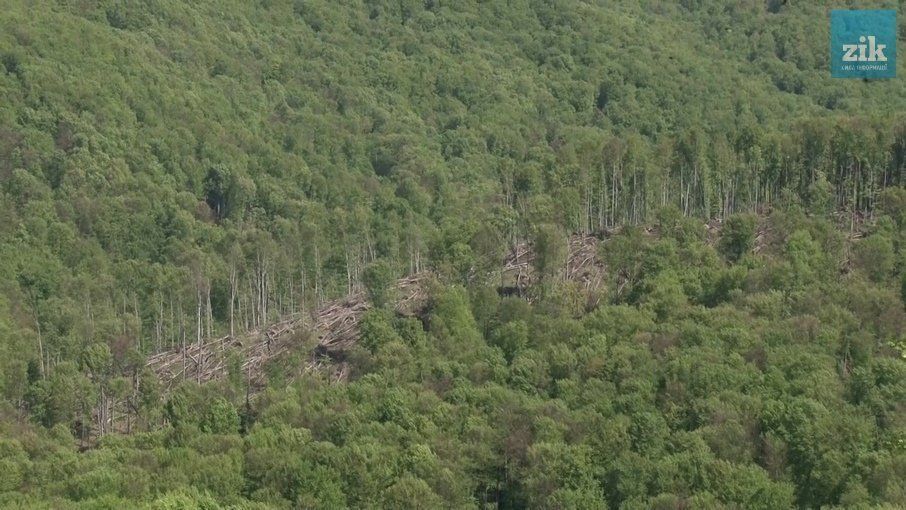Наслідки лісових рубок на Закарпатті