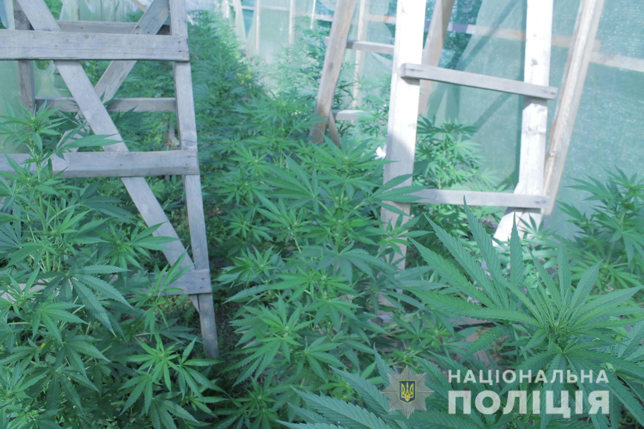 Закарпаття: Місцевий "плантатор" вирощував не аби що, а марихуану!