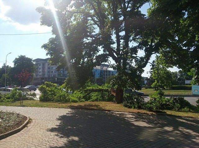 Дерево упало на дорогу в Ужгороде - патрульные помогли с проблемой