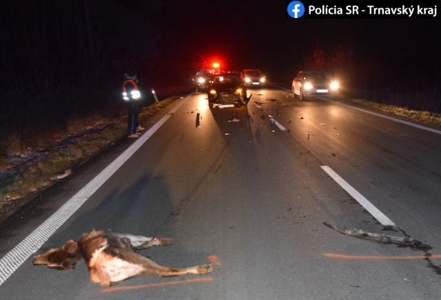 Сразу трех оленей убил пьяный водитель на трассе в Словакии 