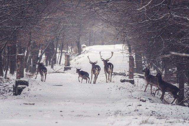 Удивительные кадры: В Закарпатье в заснеженном лесу устроили фотосафари на оленей