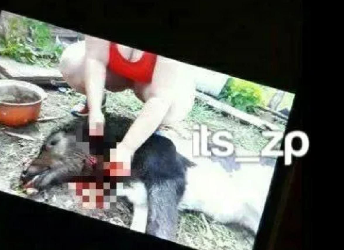 Моральные уроды на камеру пытали животных и снимали с ними порно