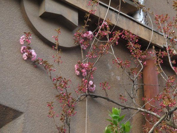 В Ужгороде распустились первые цветки сакуры