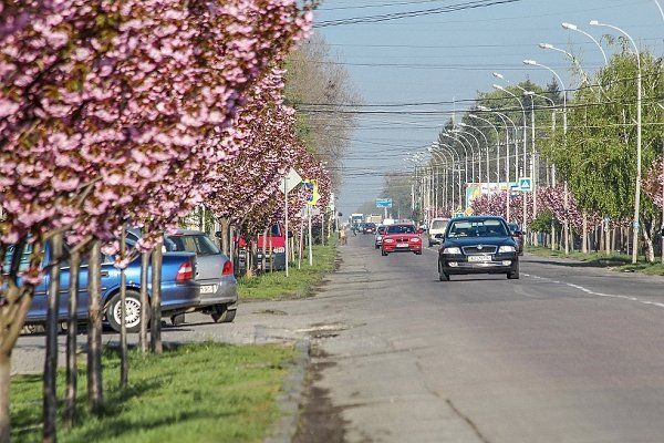 Самая длинная аллея сакур в Закарпатье уже цветет