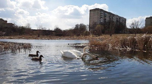 Пара лебедей в Ужгороде на озере