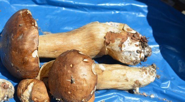 На Закарпатье рекордный урожай белых грибов