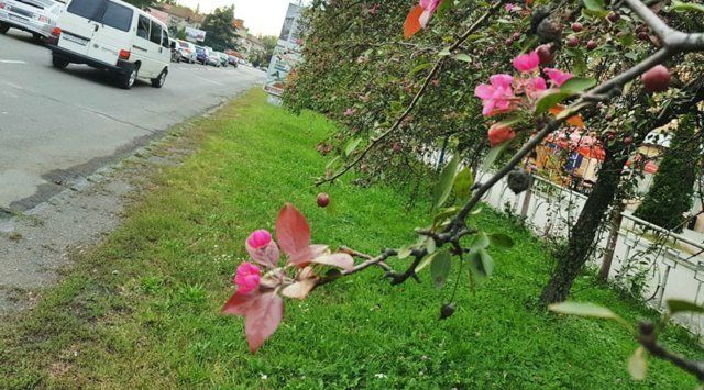 В Ужгороде снова цветут райские яблочки