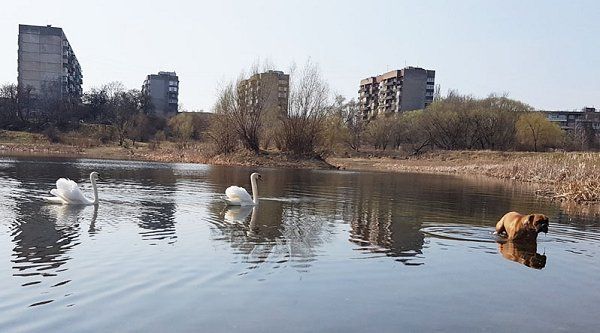 Королевские птицы облюбовали озеро в Ужгороде