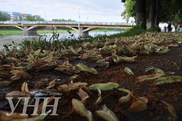 В Ужгороде начала цвести самая длинная липовая аллея Европы