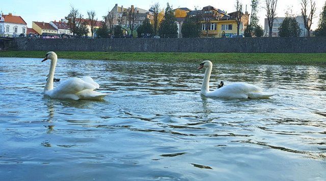 Высокая вода ушла и лебеди вернулись в Ужгород
