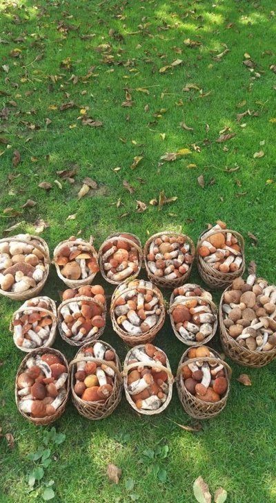 Закарпатка собрала 14 корзин грибов