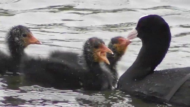 Лебеди, лиски в Ужгороде: На озере Кирпичка жизнь по-весеннему бурлит
