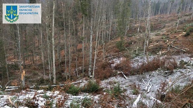 В Закарпатье за уничтожение деревьев на 18 млн будут судить "охранника" леса 