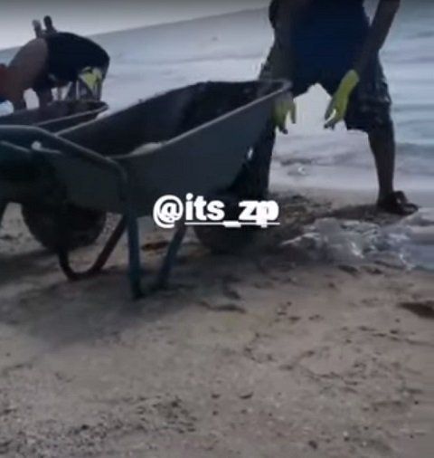 В сети показали полчища медуз на Азовском море: Местные жители и туристы взялись за уборку пляжей