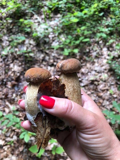 В Закарпатье в разгаре сезон "тихой" охоты: Распознать грибы поможет лайфхак от хустских лесников