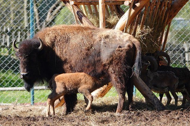 В экопарке "Долина волков" в Межгорье родился малыш бизона и марала 