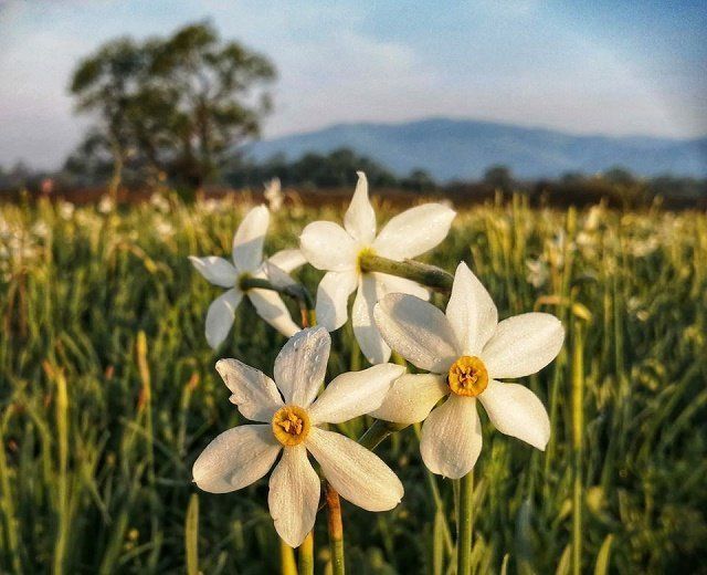 В Закарпатье цветет уникальная Долина нарциссов