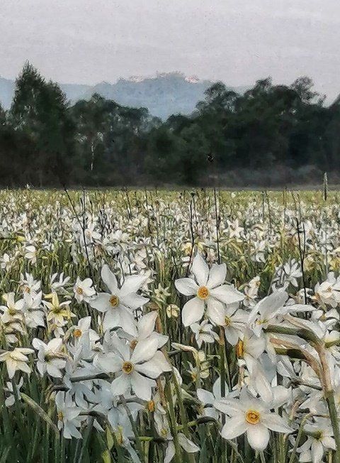 В Закарпатье цветет уникальная Долина нарциссов