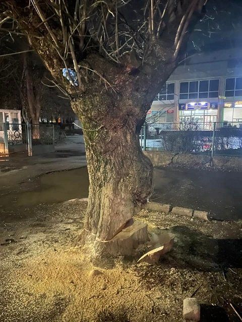 В Ужгороде под покровом ночи срезали деревья, чтобы установить МАФы
