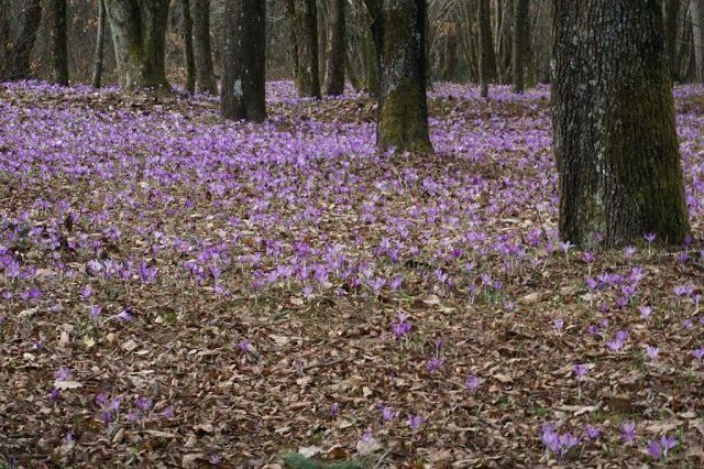 В Закарпатье в горном селе Колочава Долина шафранов достигла пика цветения