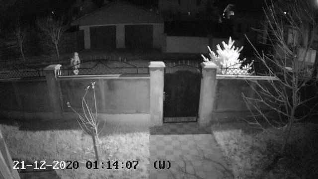 В Закарпатье из частного двора украли елку: Видео кражи опубликовали в сети 