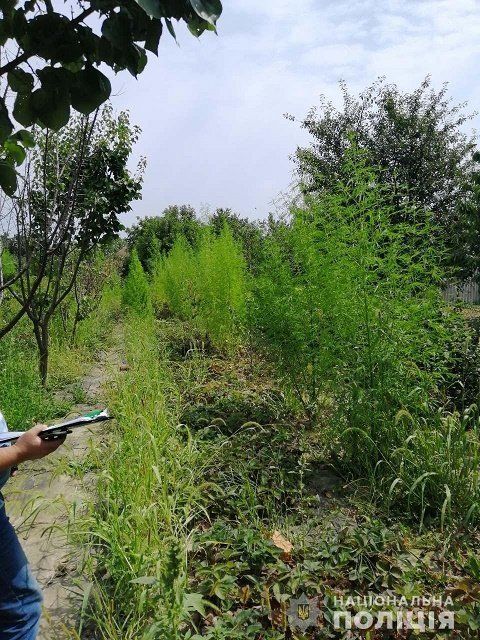 Наркодельцы лишились бизнеса: Около Ужгорода полицейские обнаружили участок с посевом марихуаны