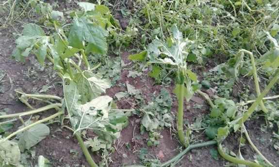 В Перечинском районе Закарпатья град уничтожил урожай